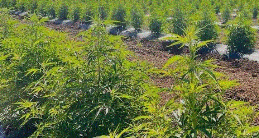 capacitacao-cannabis-go