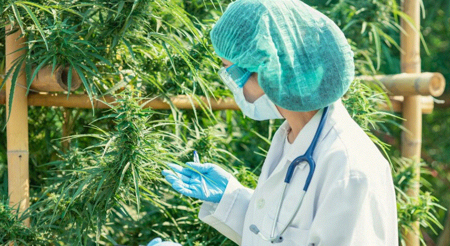 cbd-trata-insonia-imunidade-jovens-adultos