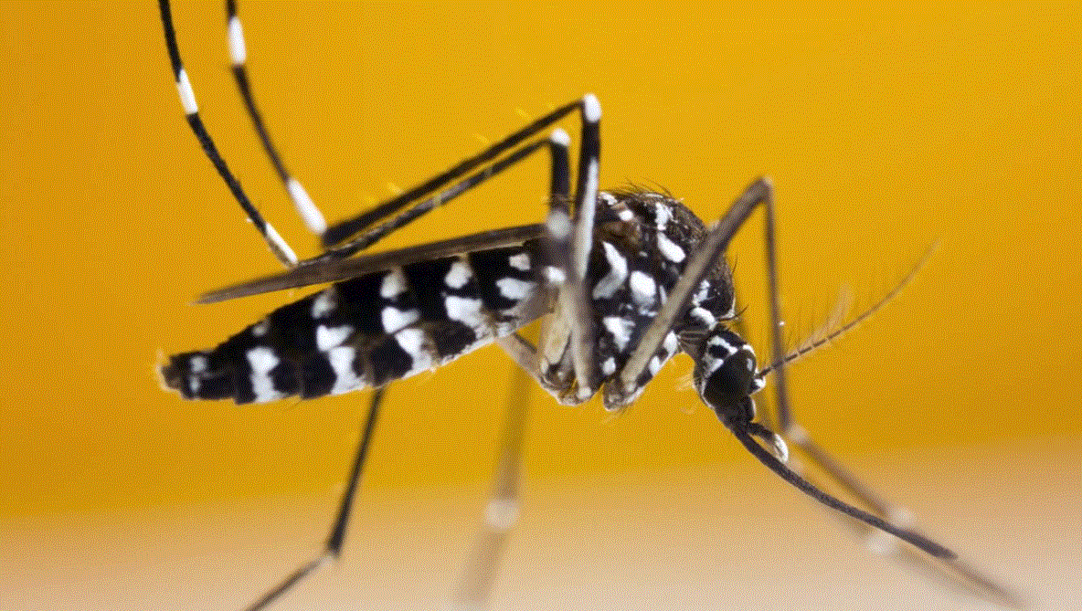 aedes-mosquito-dengue