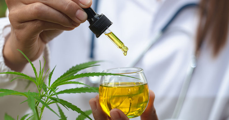 The hands of scientists dropping cannabis oil for experimenting